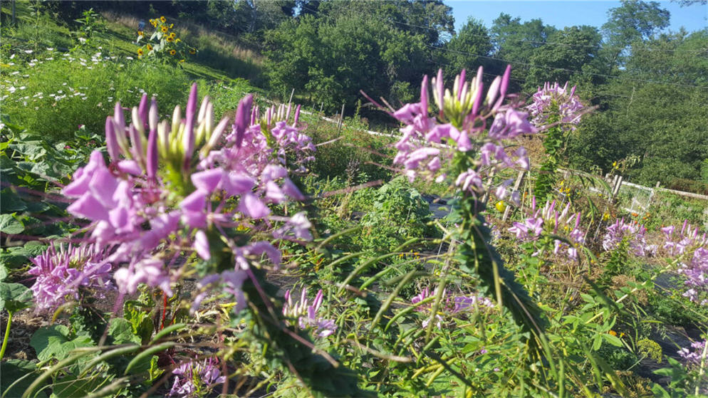 Welcome to Our Community Garden Blog!