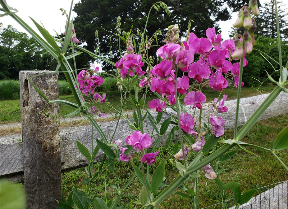 Why I Love Gardening at Sea Call Farm